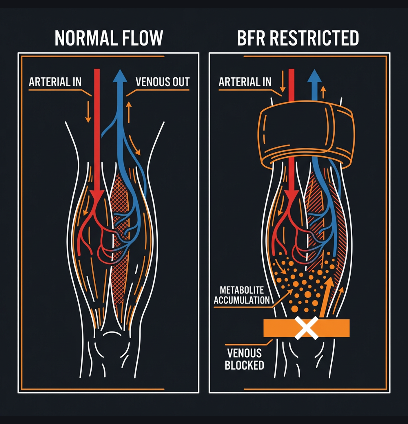 Diagram illustrating key concepts from Blood Flow Restriction Training: Build Muscle With Lighter Weights