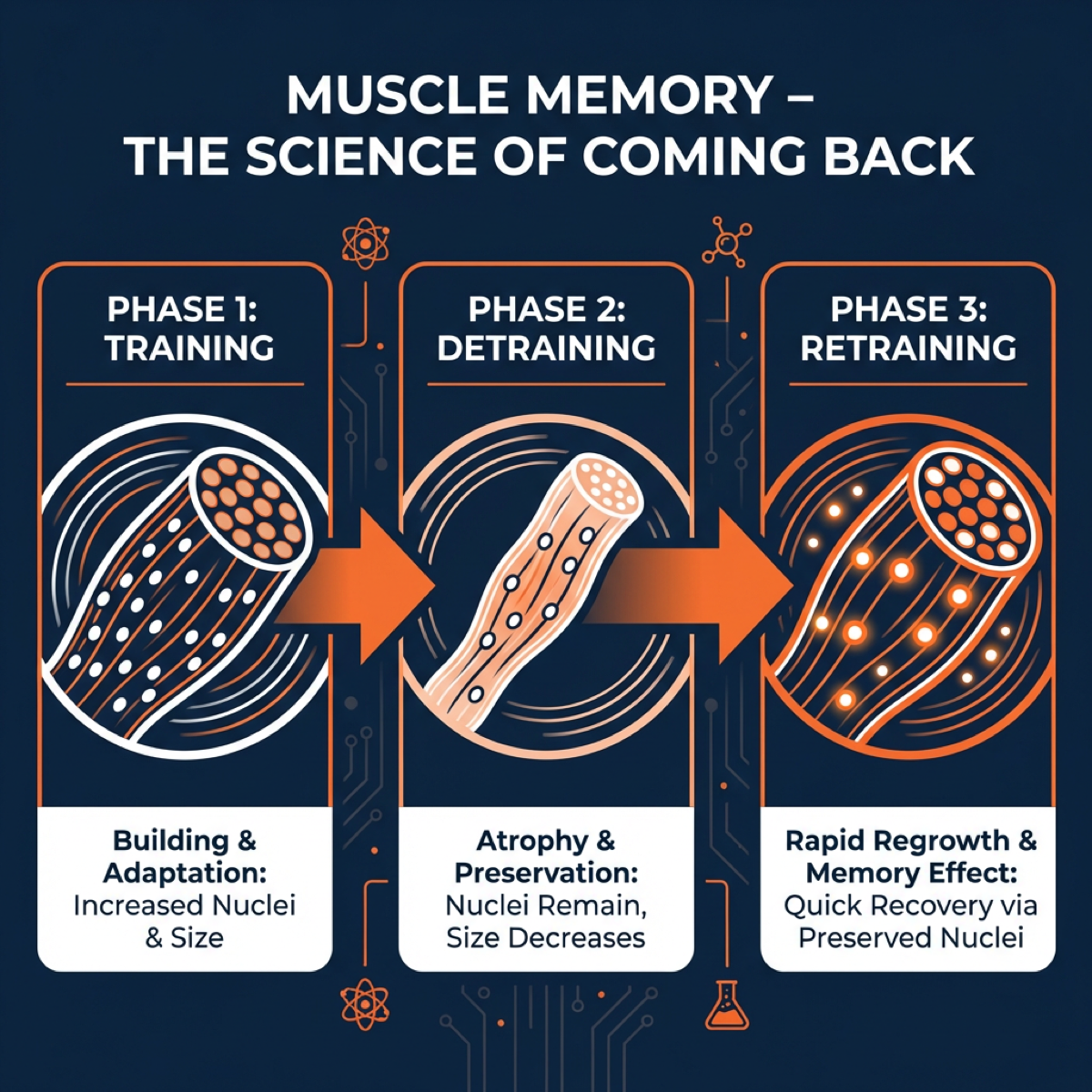 Diagram illustrating key concepts from Coming Back to the Gym After Time Off: How to Regain Muscle and Strength