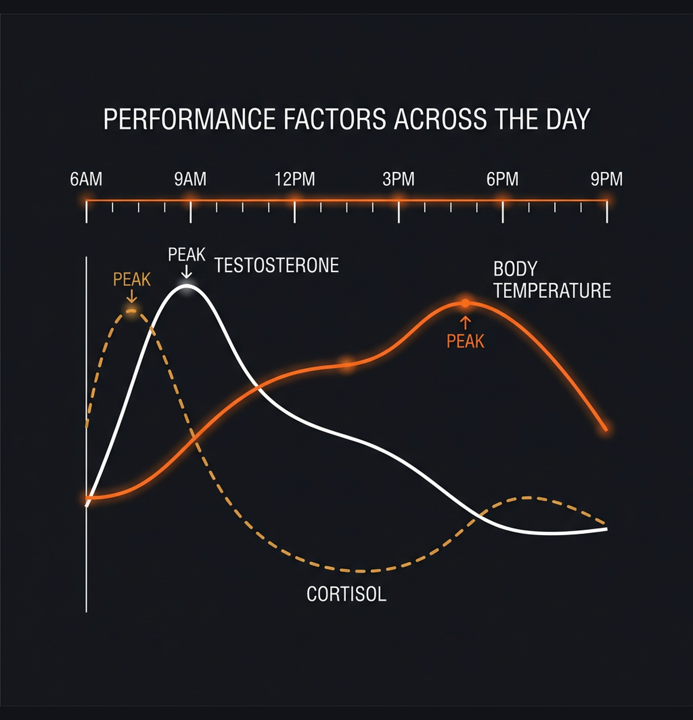 Diagram illustrating key concepts from Morning vs Evening Workouts: Does Training Time Actually Matter?