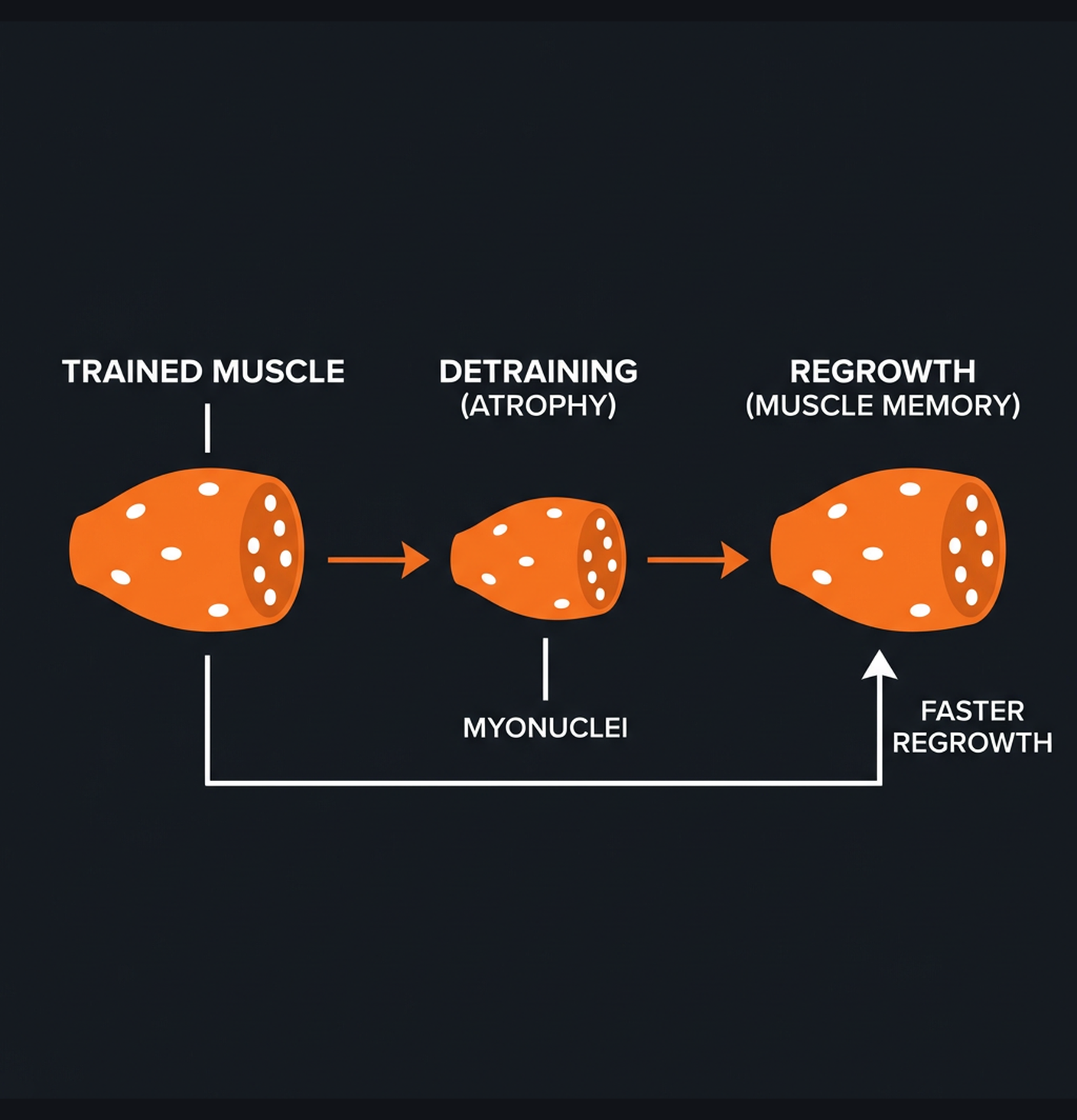 Diagram illustrating key concepts from Muscle Memory Is Real: Why Your Gains Come Back Faster the Second Time