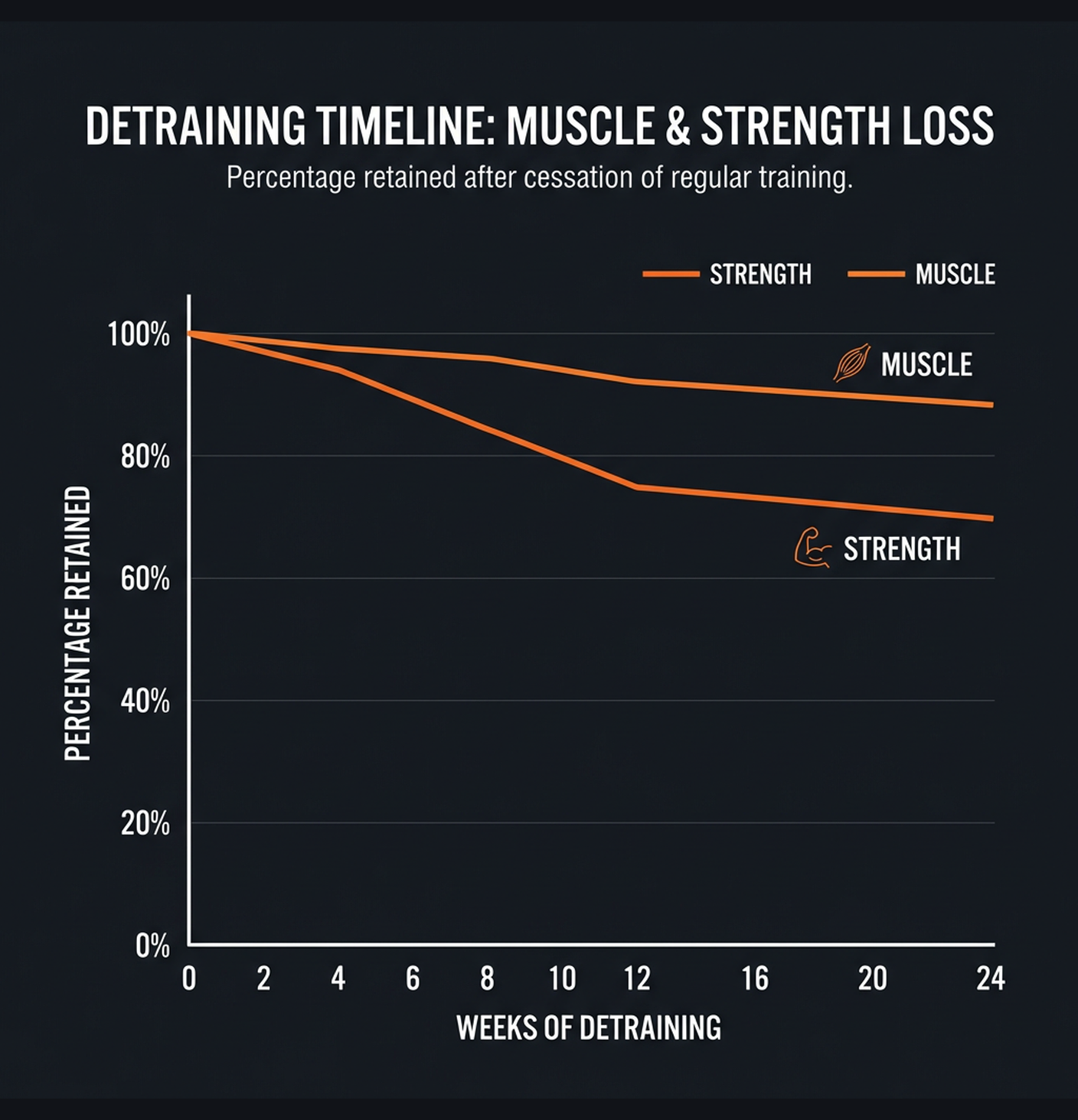 Diagram illustrating key concepts from What Happens When You Stop Lifting: The Science of Detraining