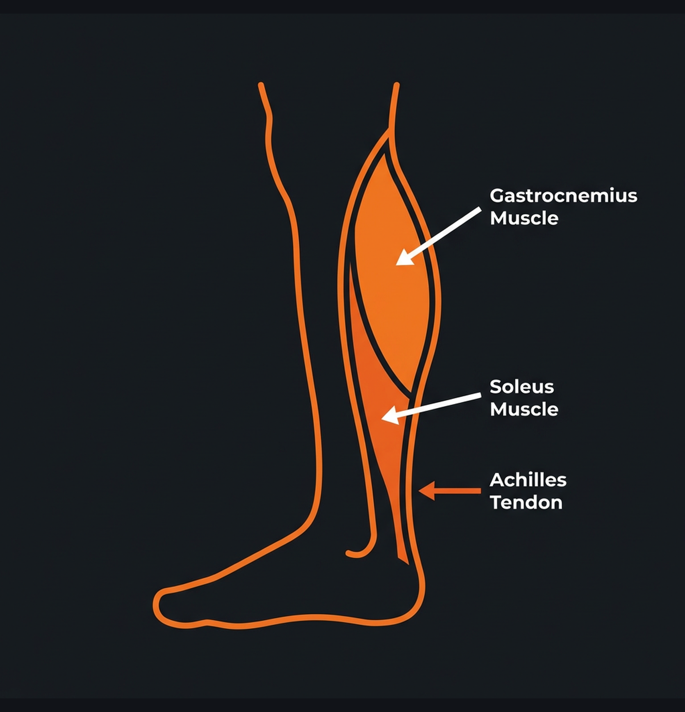 Diagram illustrating key concepts from Calf Specialization: Stubborn Muscle Program