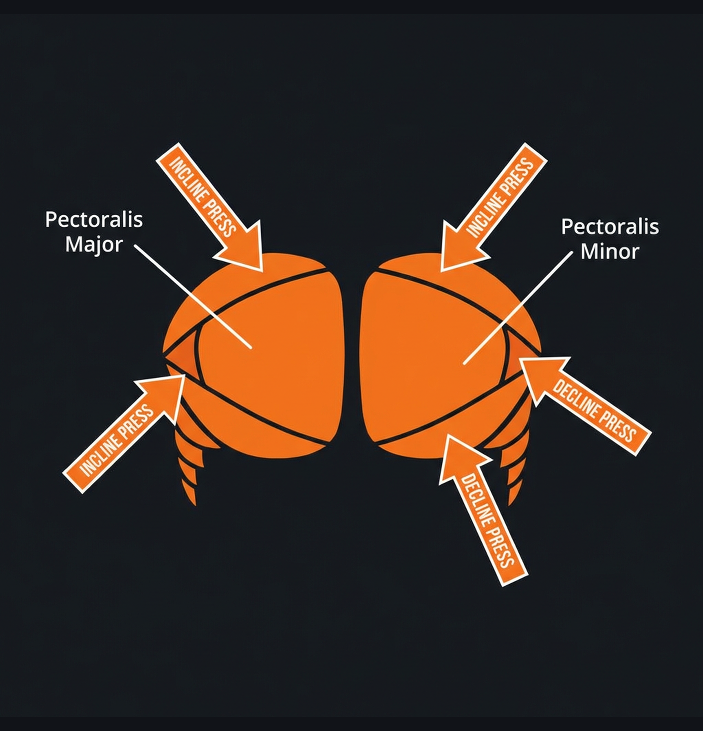 Diagram illustrating key concepts from Chest Specialization: 8-Week Pec Builder