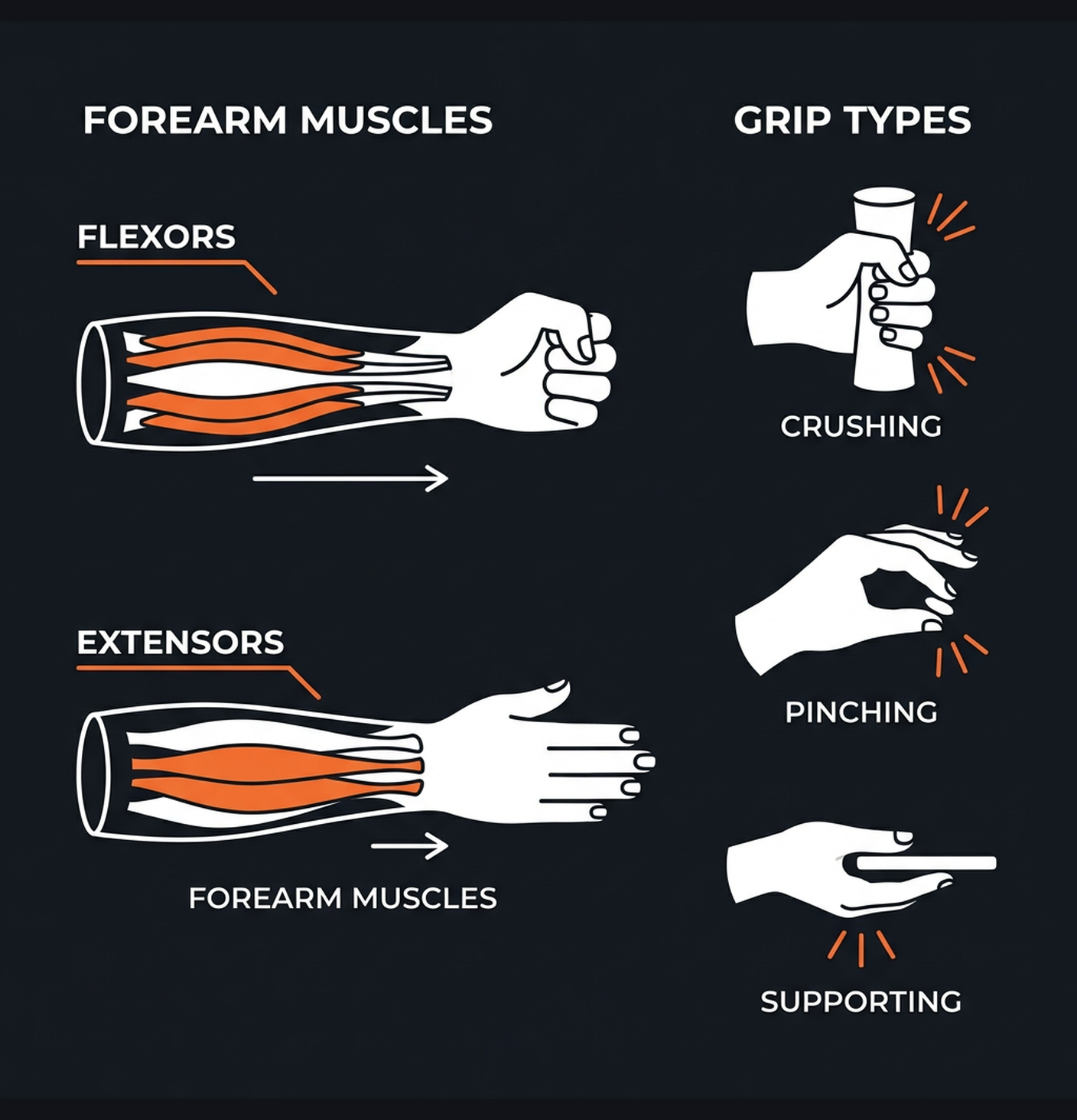 Diagram illustrating key concepts from Forearm & Grip Strength Builder