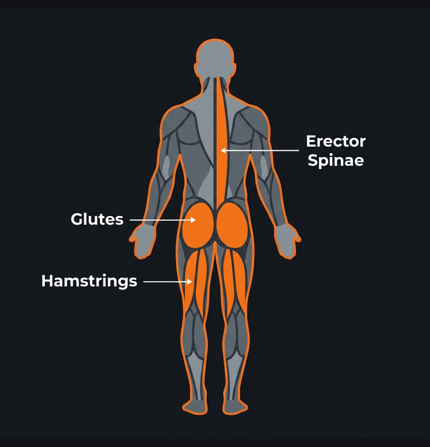 Diagram illustrating key concepts from Hamstring & Posterior Chain Specialization